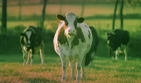 Vacas Suizas o lecheras.