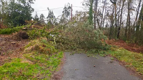 arbore caida en Vimianzo