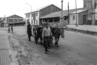 Señor Jose y Antonia da Dominga con con sus vacas y carro llendo a trabajar, la calle principal es la carretra nacional que une Santiago de Compostela y Muxia