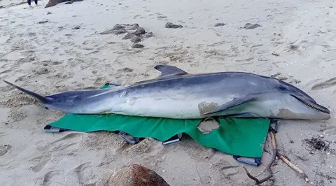 golfino varado en Estorde