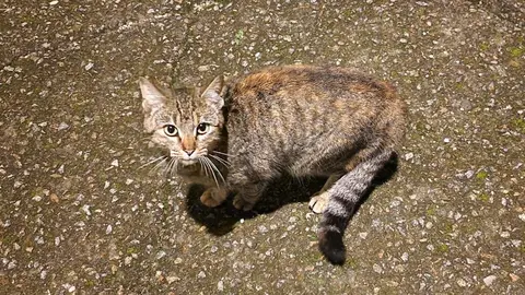 Un gatino da colonia de Cee pendente de castrar