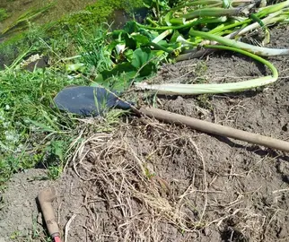 limpeza de calas en Soesto