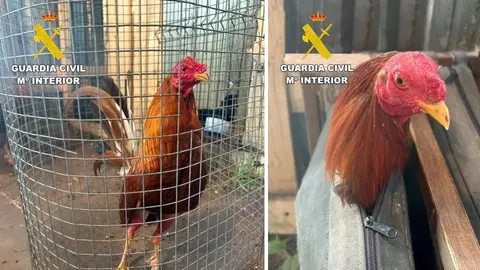 Pelexas ilegais de galos en Coristanco