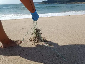 Limpeza dos Cormorans