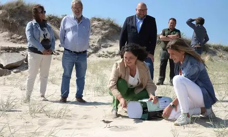 Soltando pillaras das dunas en Baldaio