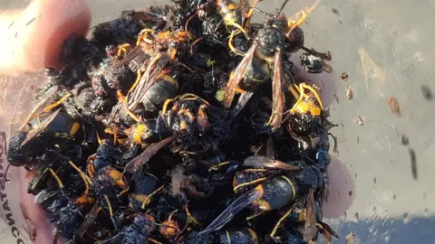 campana-trampeo-zas-2025-1