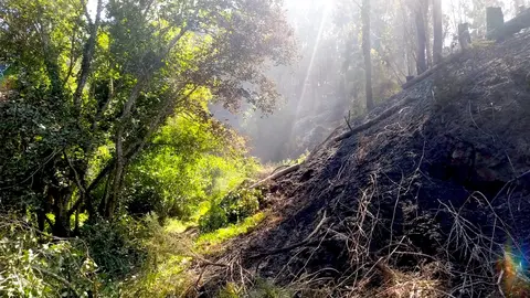 autoctonas resisten o lume nos incendios de Corme