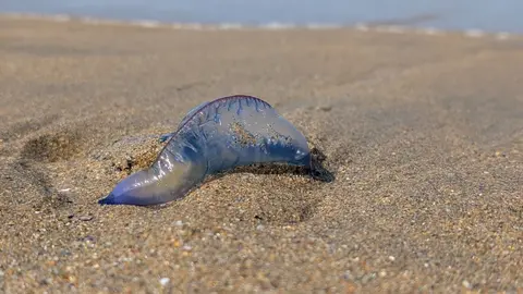 arabelas portuguesas na praia das Torrada 3