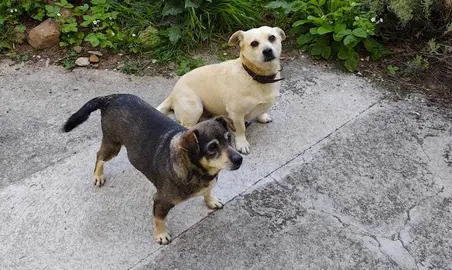 Petra y Bob cans de Vilar de Suso