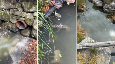 vertedura augas residuais en carnota