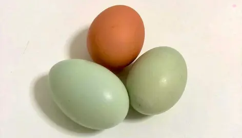 o oveiro de Abraham Trillo