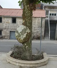 Banano da Grixa-Dumbria