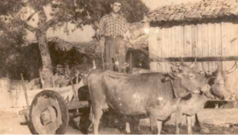 Carro en Outes, posiblemente destinado ao carreto. Outear, Memorias de Outes. IES Poeta Añón, Outes, 2013.