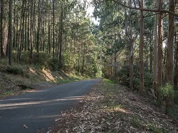 Estrada Eucaliptos