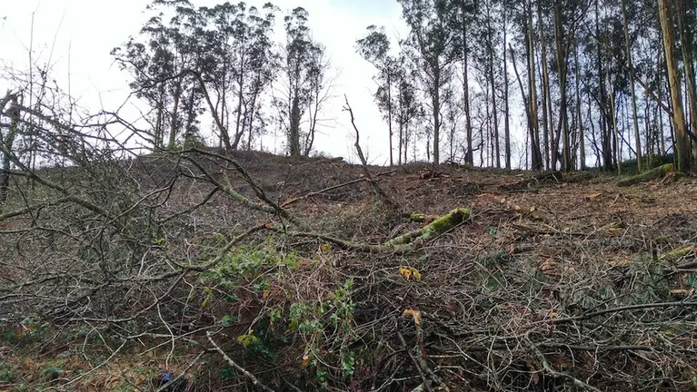 Estadro critico do bosque da Ribeira da Pena