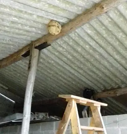 Nino eliminado por Avispa Asiatica Costa da Morrte