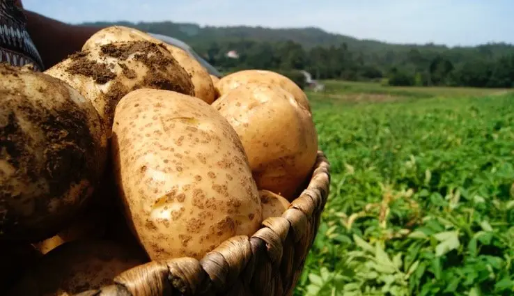 Pataca kenebec de Coristanco-Foto-Casa da Tulla