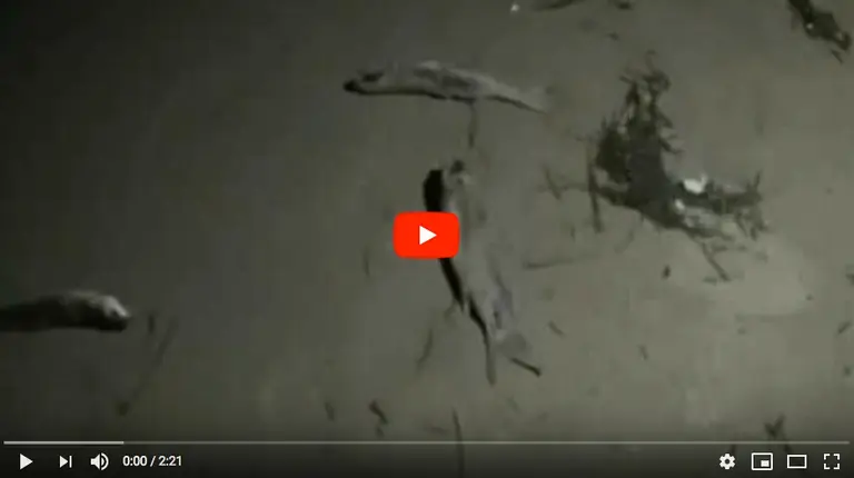 Video do cemiterio de peixes da Lagoa de Baldaio