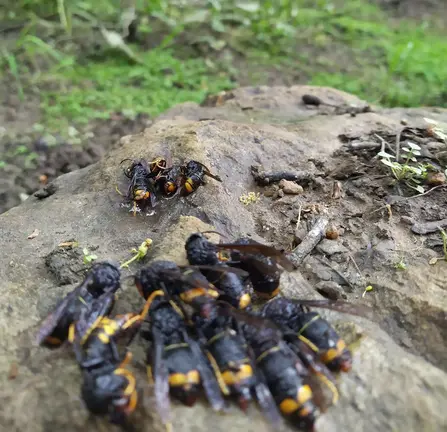 campana-vespa-velutina-zas1