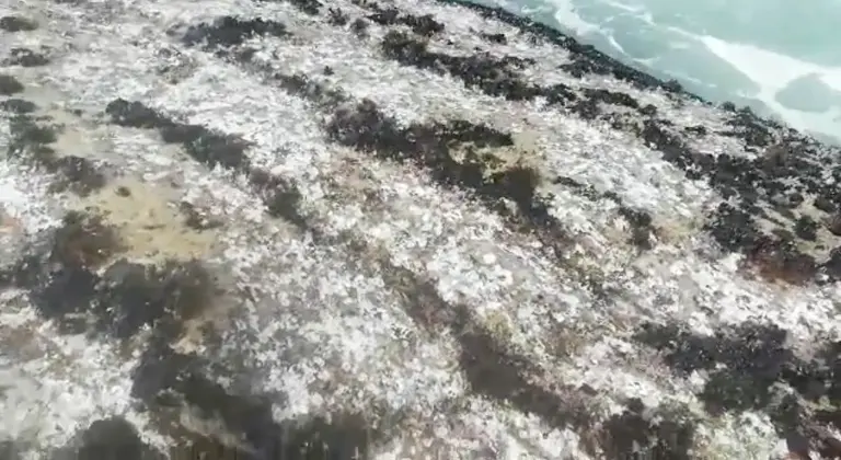 Rocha pelada de percebe