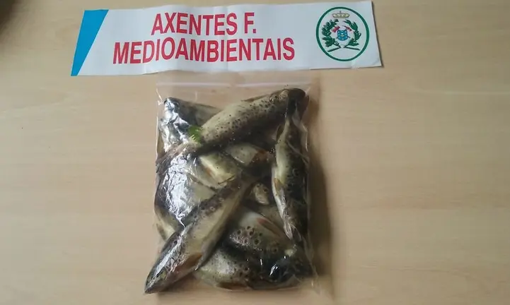Axentes Ambientais de Galicia incautan troitas no rio castro vimianzo