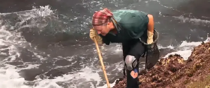 Percebeira de Corme na zona do Roncudo