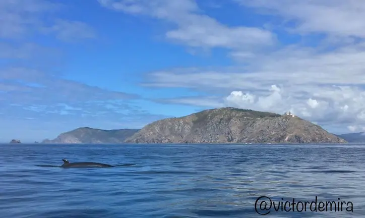 Balea boreal por Fisterra-Foto-Victor de Mira