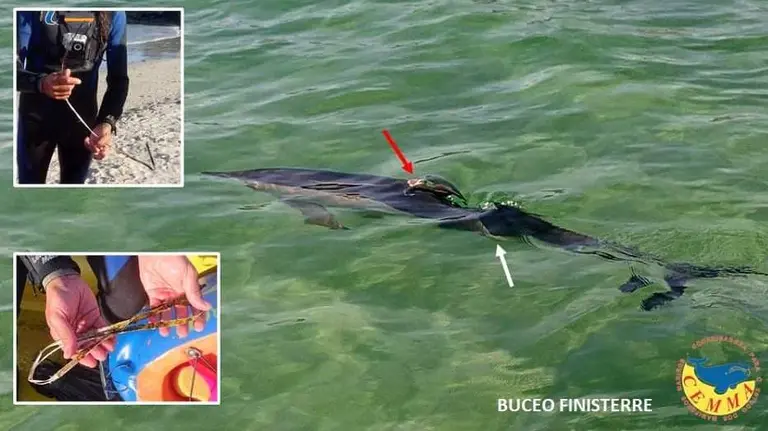 CEMMA e Buceo Finisterre salvan un golfino