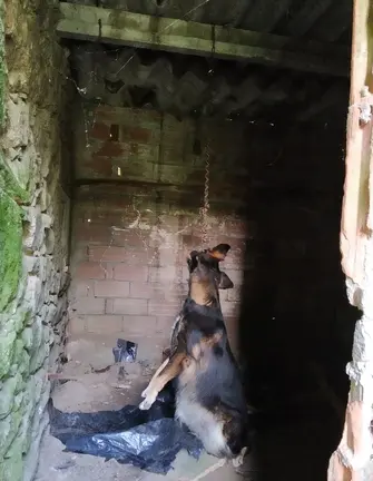 Maltrato animal en Muxia