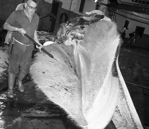 Juan de Panzeiras, traballador da Baleeira de Caneliñas ca ultima balea capturada copia