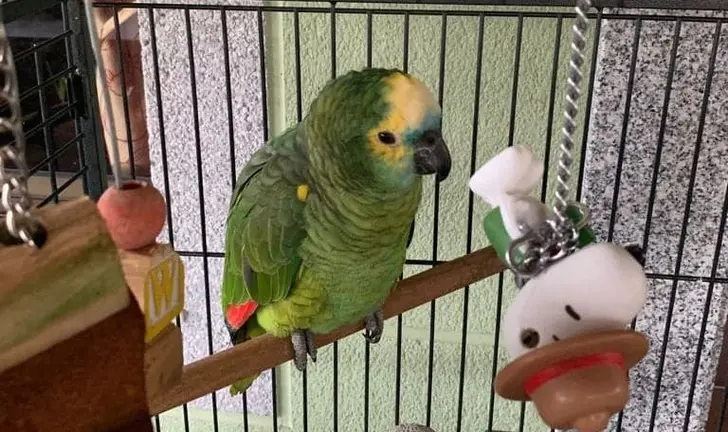 Curro o papagaio da Laracha volve a casa