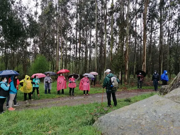 Eucaliptos no Bosque da Ribeira da Pena-Senda NOva