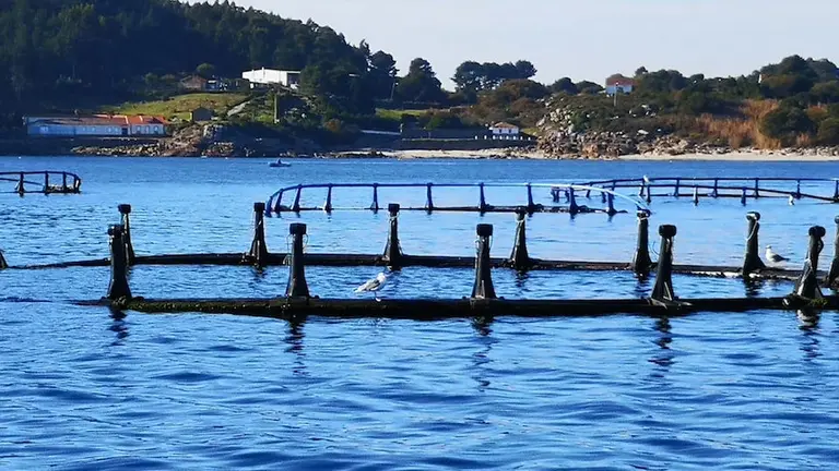 Xaulas de Salmon de Muros abandonadas