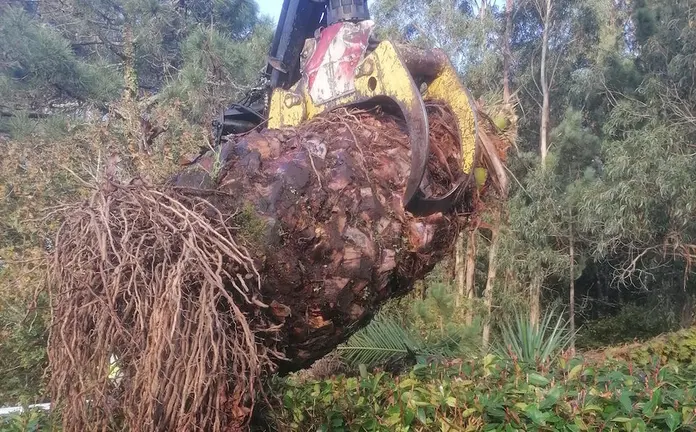 Arrincando unha palmeira