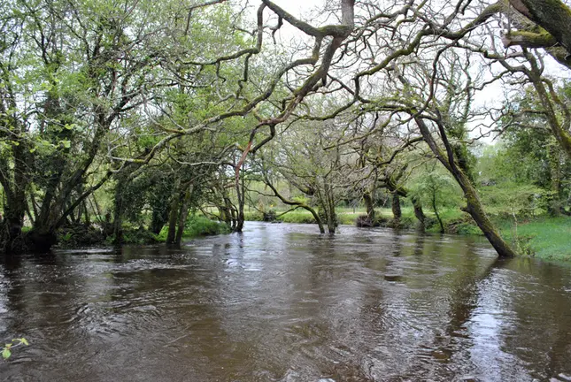 Carballeira-Dovesa de Baio -Foto- David Lourido
