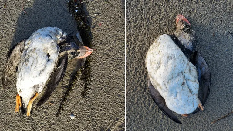 araos papagaios finados en Estorde-Foto-Felipe Sar
