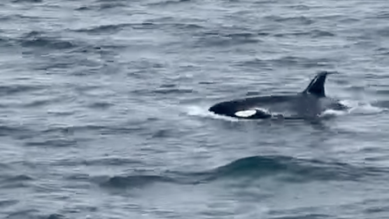 Candorcas en Fisterra