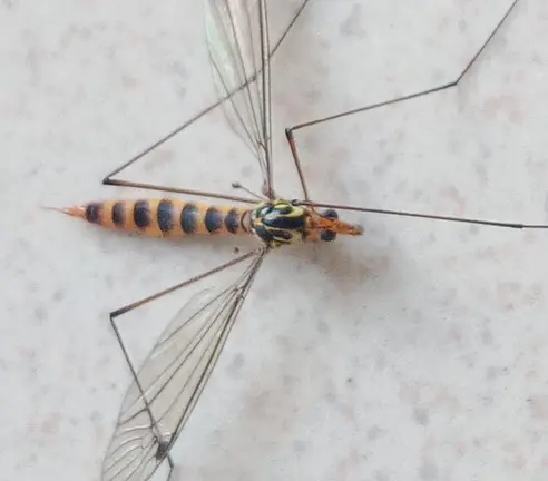 Unha típula atopada en Muxía