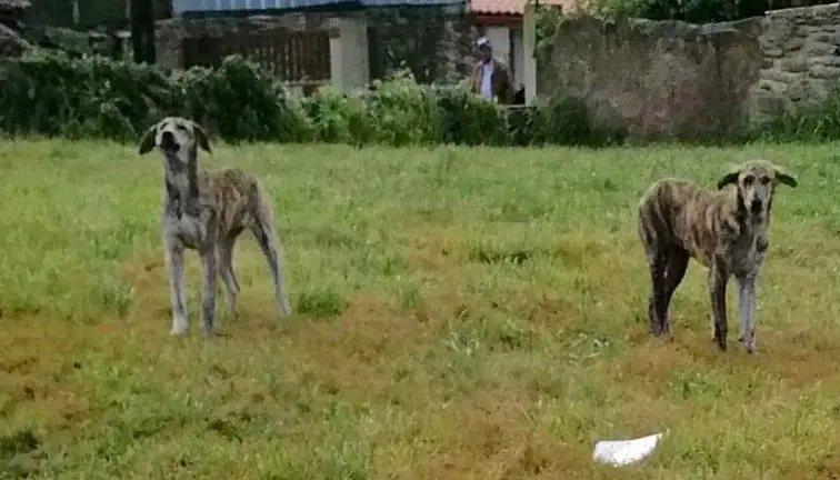 fotocadelas_abandonadas