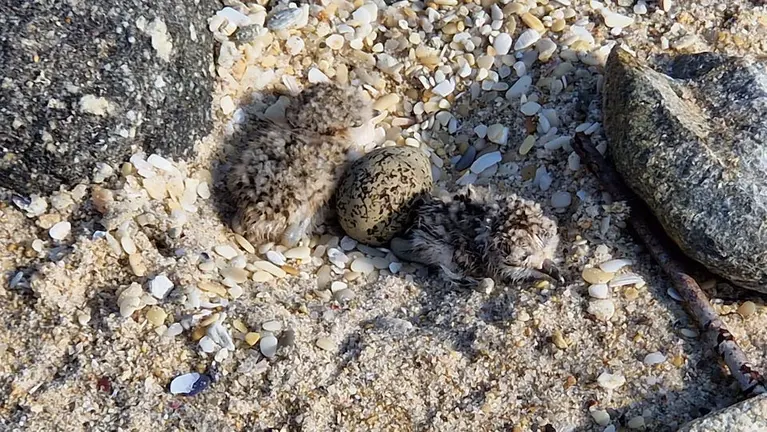 polos de pillaras das dunas nados en Baldaio o 18 de xullo de 2023