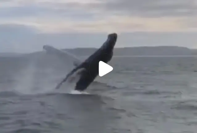 Balea Xibarte en Malpica Video