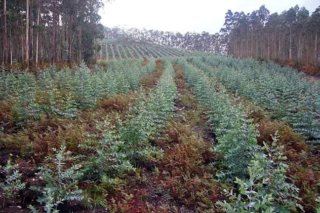 Plantacións indiscriminadas de eucaliptos enchen a Galiza enteira