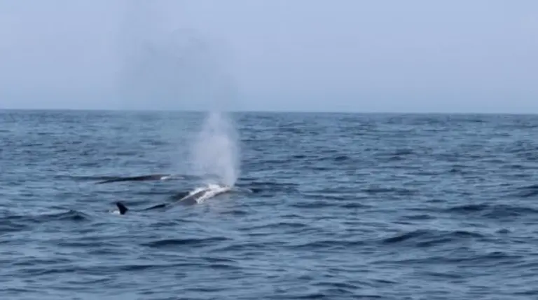 Baleas polas Sisargas-Foto-CEMMA