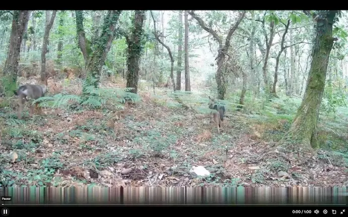 lobos en canduas copia