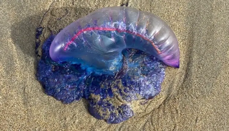 carabela portuguesa retirada en Carballo