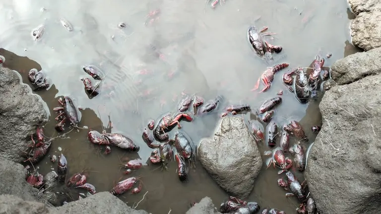 Invasion de Cangrexo de rio americano no Encoro da Fervenza-Foto-Martin Quintans