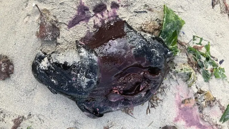 Lebre de mar en Nemina-Foto-Felipe Sar