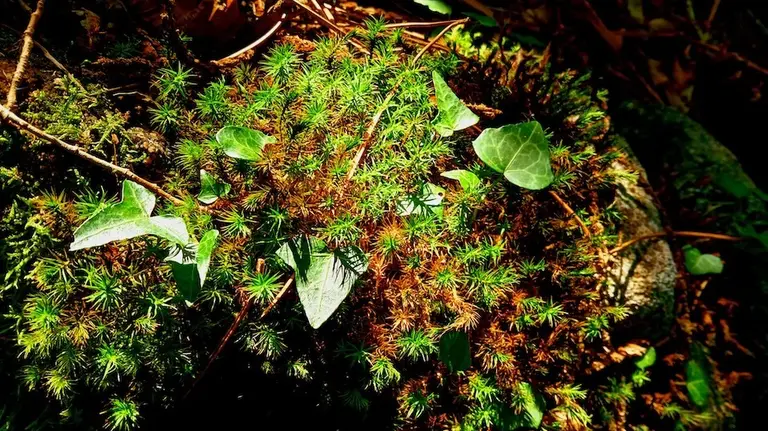 Monte Cambeiro-Foto-Paco Peru