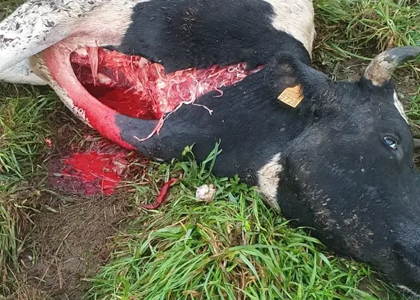 Vaca afectada polo lobo en Santa Comba