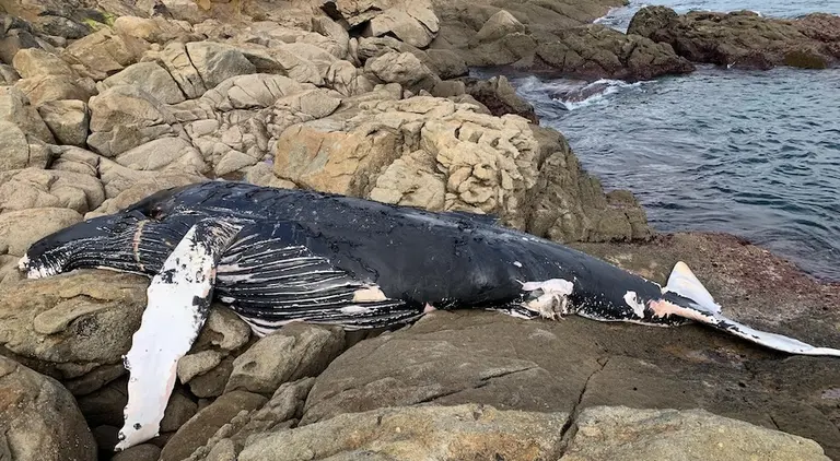 balea xibarta varada en Cabo Tourinan-Foto-Luis Corra 2
